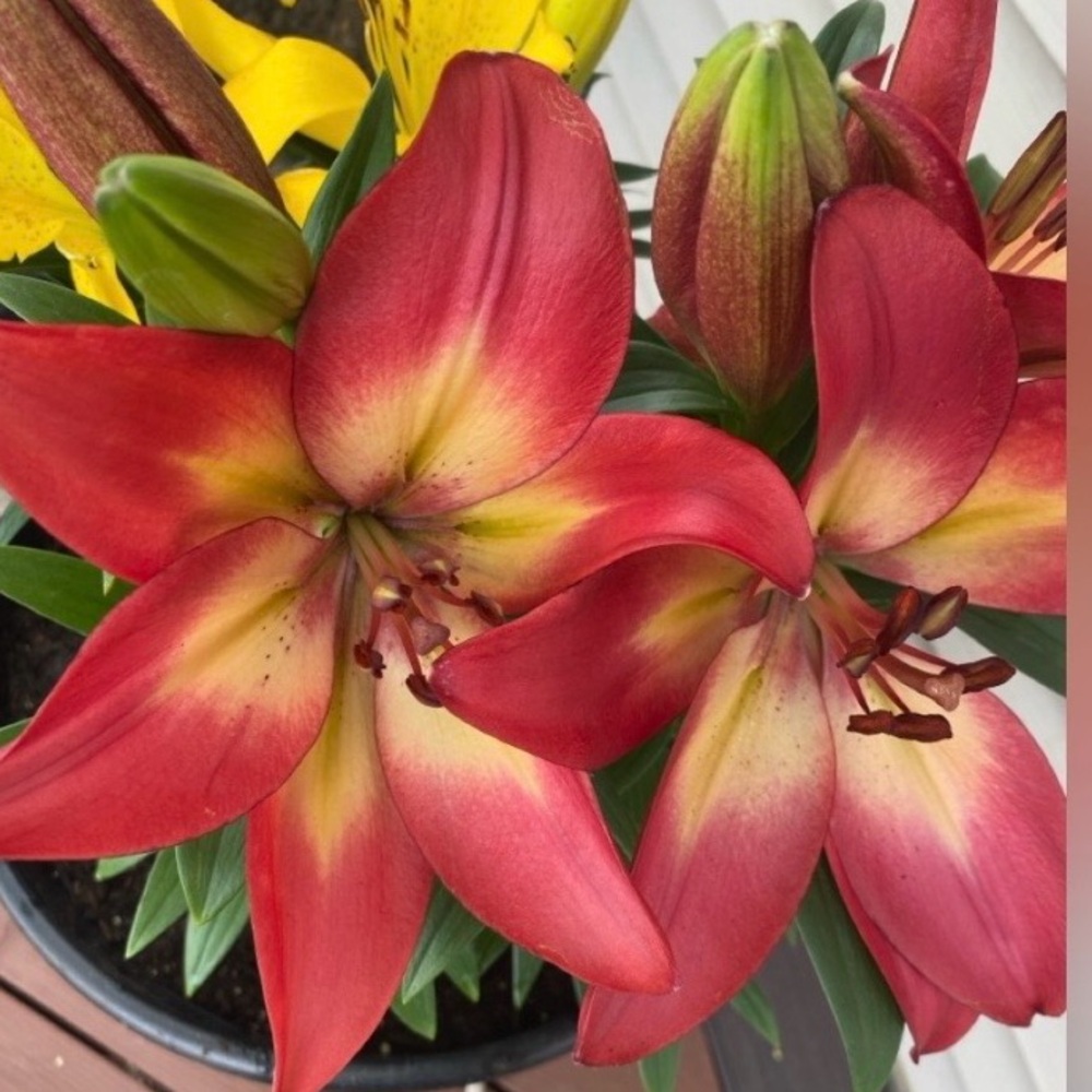 LIKE THIS LISTING WHEN I GO LIVE!!🌺😊🥳 - Picture 7 of 7
